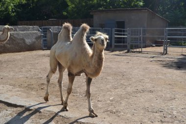 Hayvanat Bahçesi Kuşluk Büyük Bactrian Camel
