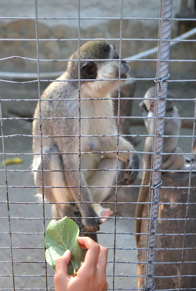 Pequeno Macaco Verde Olha Para Uma Folha Verde Uma Jaula — Fotografia de Stock