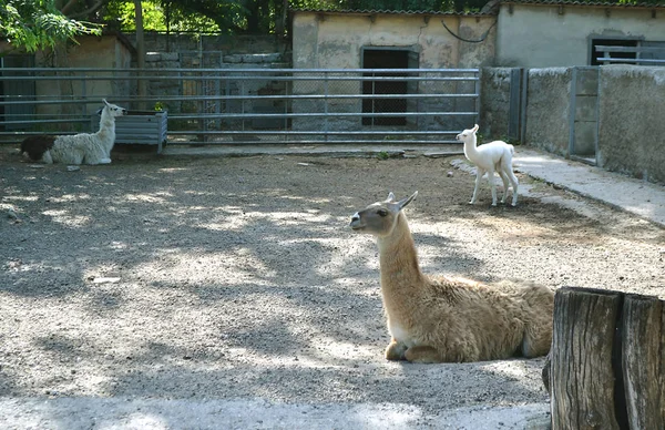 Zwei Erwachsene Lamas Und Ein Lama Junges Zoogehege — Stockfoto