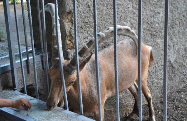 Gehörntes Mufflon Frisst Futter Hinter Gittern Eines Zoos — Stockfoto