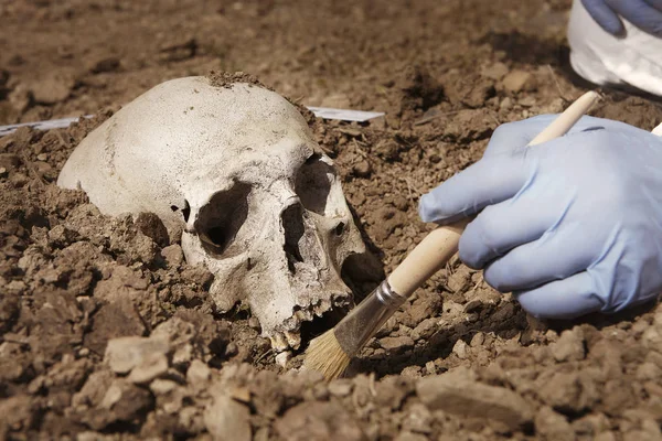 Investigación Escena Del Crimen Cráneo Humano Encontrado Patio Llano Construcción —  Fotos de Stock