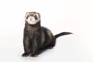 Standart renk erkek yaban gelinciği beyaz arka plan üzerinde