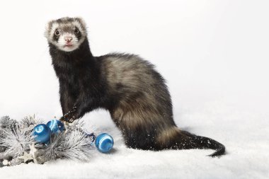 Standard color male ferret in winter christmas style posing in studio clipart