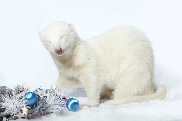 Albino Male Slídí Zimě Vánoční Stylu Pózuje Studiu — Stock fotografie