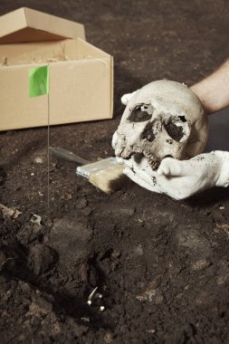Cleaning of skull from place of find on summer terrain excavations on field location clipart