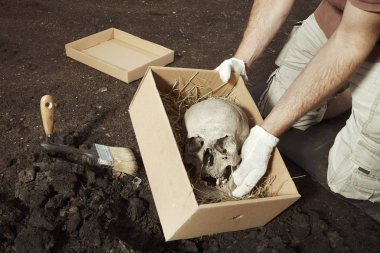 Skull of human skeleton packed to box for transportration on summer terrain excavations in field location clipart