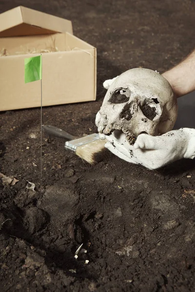 Limpieza Del Cráneo Desde Lugar Hallazgo Excavaciones Terreno Verano Ubicación —  Fotos de Stock