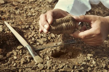 Bilim adamı trilobite fosil bul yerden kaldır