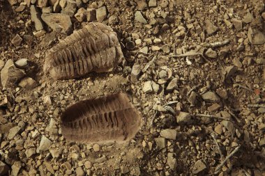 Trilobite fosil Kambriyen kayalık çökeller toprağa bulundu