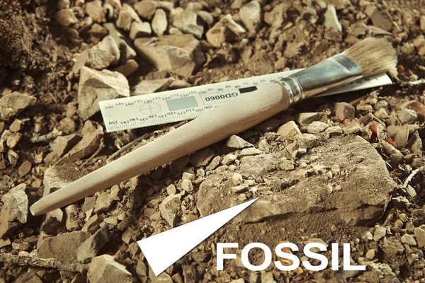 Ископаемые Трилобиты Найдены Задокументированы Земле Кембрийских Скальных Отложениях — стоковое фото