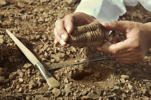 Επιστήμονας Σήκωσε Trilobite Απολίθωμα Βρίσκουν Από Έδαφος — Φωτογραφία Αρχείου