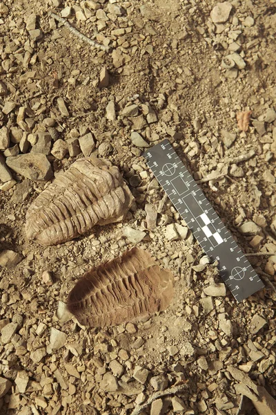 Fósil Trilobita Encontrado Suelo Sedimentos Rocosos Cámbricos —  Fotos de Stock