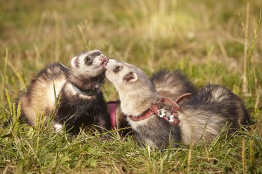 Onların oyun keyfi yaz çayır üzerinde yaban gelinciği Grup