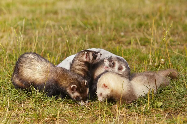 Group Ferrets Summer Meadow Enjoying Game — Stock Photo, Image