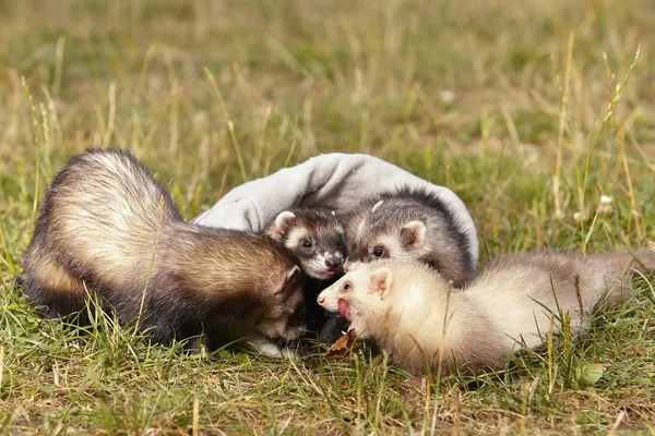 Group Ferrets Summer Meadow Enjoying Game — Stock Photo, Image