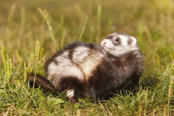 Dark Sable Ferret Summer Meadow Enjoying Game — Stock Photo, Image