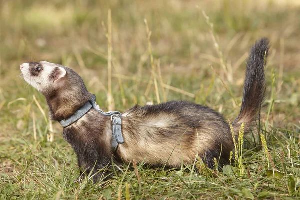 Dark Sable Ferret Summer Meadow Enjoying Game — Stock Photo, Image