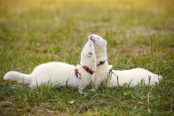 Albino Furões Prado Verão Desfrutando Seu Jogo — Fotografia de Stock