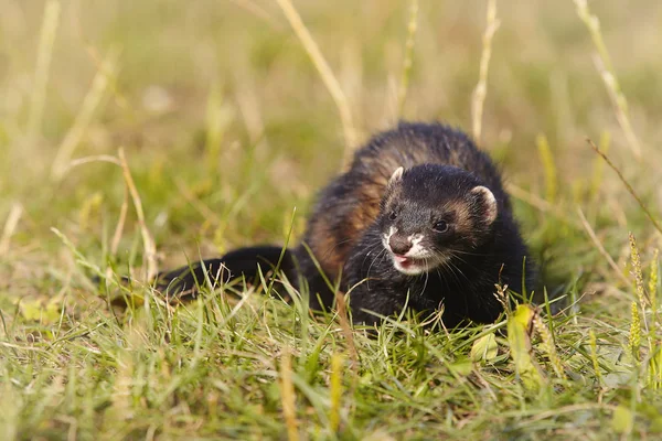 Dark Sable Ferret Summer Meadow Enjoying Game — Stock Photo, Image