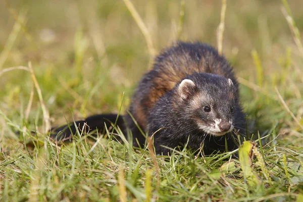 Dark Sable Ferret Summer Meadow Enjoying Game — Stock Photo, Image