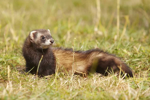 Dark Sable Ferret Summer Meadow Enjoying Game — Stock Photo, Image