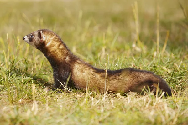 Dark Sable Ferret Summer Meadow Enjoying Game — Stock Photo, Image