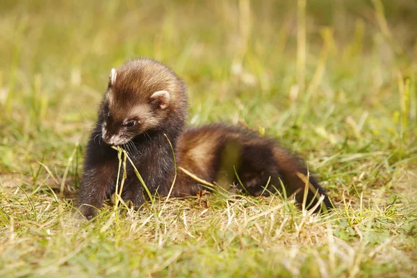 Dark Sable Ferret Summer Meadow Enjoying Game — Stock Photo, Image