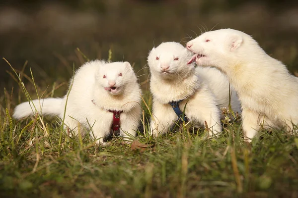 Furet Albinos Images Libres De Droit Photos De Furet Albinos Depositphotos