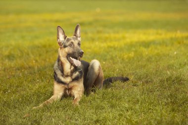 Alman shepheard Park yaz çimenlerin üzerinde döşeme güzel genç erkek köpek