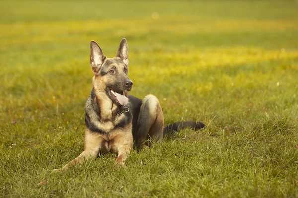 Joli Jeune Chien Mâle Berger Allemand Posé Sur Herbe Été — Photo