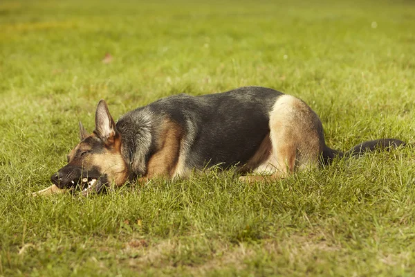 漂亮的小狗德国谢菲尔德躺在公园的夏天草 — 图库照片