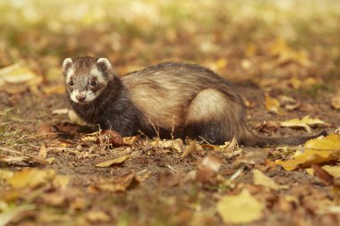Kadın poz ve oyun parkı ve yürüyüş zevk yaban gelinciği