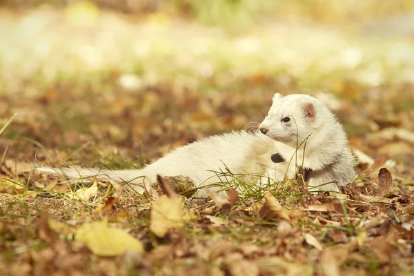 Ferret Female Posing Enjoying Walk Game Park — Stock Photo, Image