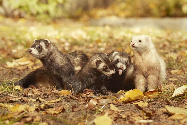 Ferret Groep Poseren Genieten Van Hun Wandeling Spel Park — Stockfoto