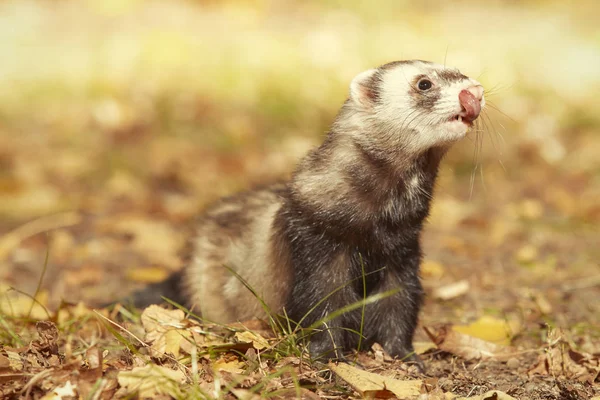 Frettchen Weibchen Posieren Und Genießen Ihren Spaziergang Und Ihr Wild — Stockfoto