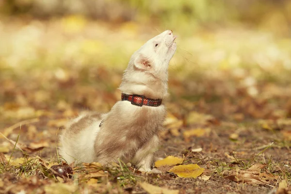 Ferret Hembra Posando Disfrutando Paseo Juego Parque — Foto de Stock