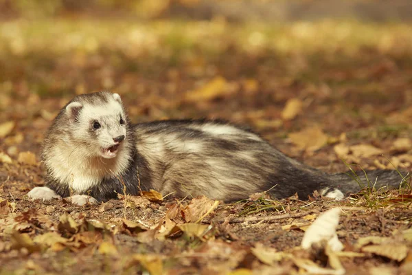 Frettchen Männchen Posiert Und Genießt Ihren Spaziergang Und Das Wild — Stockfoto