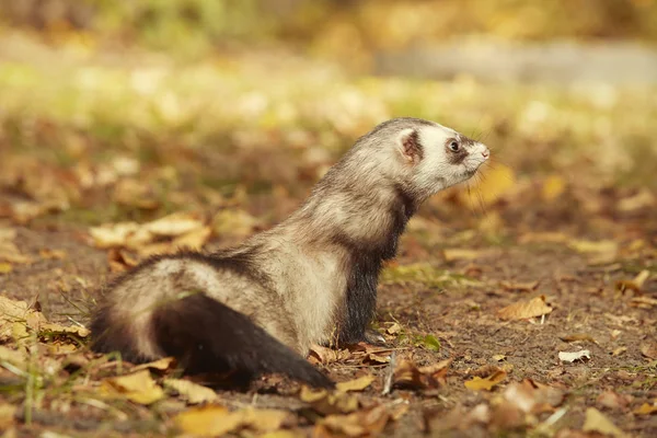 Femmina Furetto Posa Godendo Loro Passeggiata Gioco Nel Parco — Foto Stock