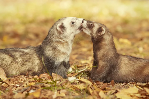 Ferret Paar Poseren Genieten Van Hun Wandeling Spel Park — Stockfoto