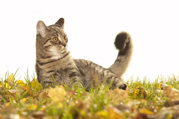 公園の ヶ月前にかなり若いトラ猫 — ストック写真