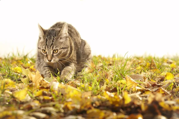 Hübsche Junge Sechs Monate Alte Gestromte Katze Park — Stockfoto