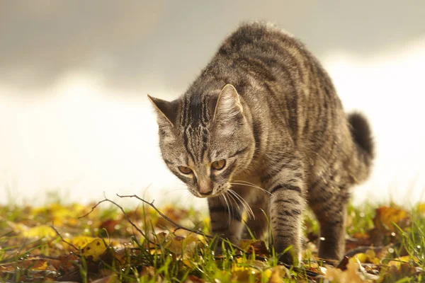 Jolie Jeune Chat Tabby Six Mois Dans Parc — Photo