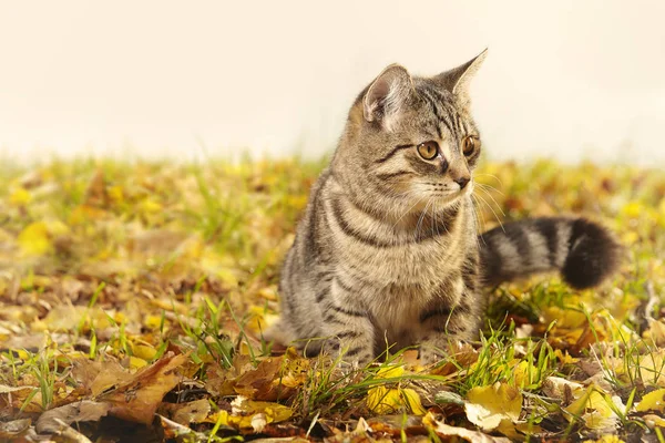 Hübsche Junge Sechs Monate Alte Gestromte Katze Park — Stockfoto