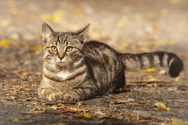 Hübsche Junge Sechs Monate Alte Gestromte Katze Auf Parkweg — Stockfoto