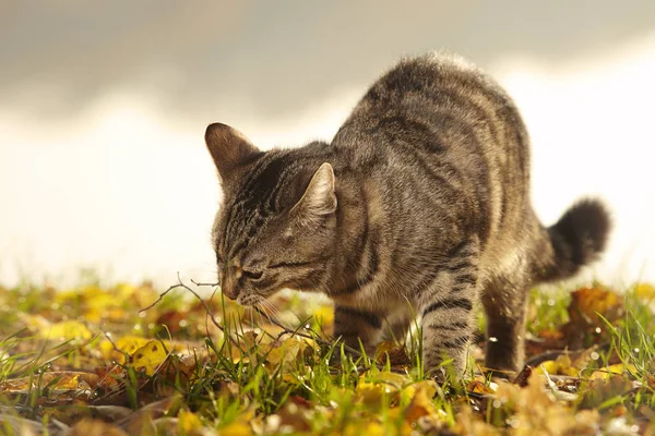 Genç Güzel Altı Aylık Tekir Kedi Park — Stok fotoğraf