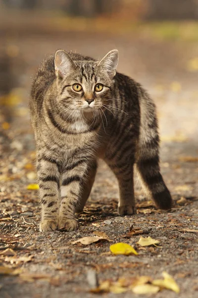 Bastante Joven Seis Meses Viejo Tabby Gato Camino Parque — Foto de Stock