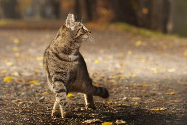 Hübsche Junge Sechs Monate Alte Gestromte Katze Auf Parkweg — Stockfoto