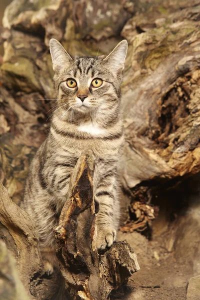 Hübsche Junge Sechs Monate Alte Gestromte Katze Park — Stockfoto
