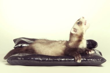 Studio seramik yatakta poz genç yaban gelinciği bebek