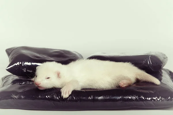 Jovem Furão Bebê Posando Estúdio Cama Cerâmica — Fotografia de Stock